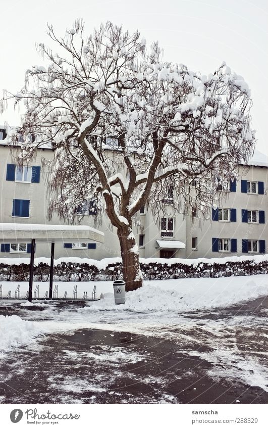 winterlich II Haus Umwelt Natur Pflanze Winter Eis Frost Schnee Baum Stadt Gebäude frieren Häusliches Leben kalt weiß Winterstimmung Winterdienst Wintertag