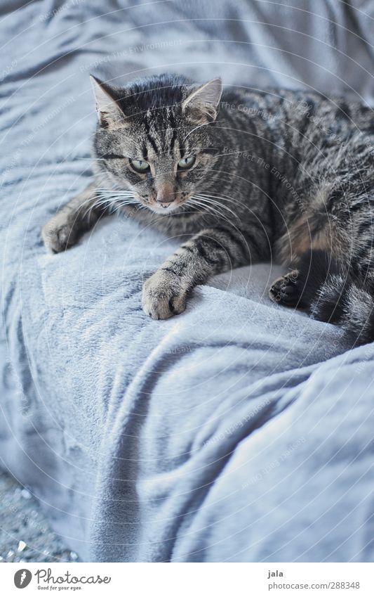 couchsurfer Wohnung Sofa Tier Haustier Katze 1 Erholung liegen ästhetisch blau grau Farbfoto Innenaufnahme Menschenleer Textfreiraum unten Tag Tierporträt