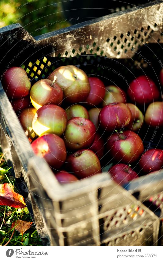 Winteräpfel Lebensmittel Frucht Ernährung Bioprodukte Vegetarische Ernährung Diät kaufen schön Gesundheit Ferien & Urlaub & Reisen Tourismus Abenteuer