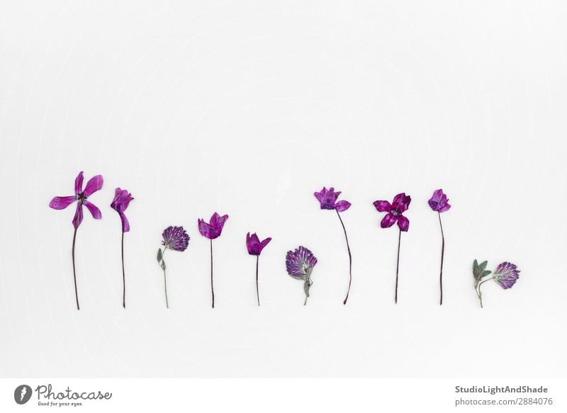 Lila Alpenveilchen und Klee Herbarium elegant Design schön Sommer Garten Gartenarbeit feminin Natur Pflanze Blume Blüte Linie Blühend einfach natürlich retro