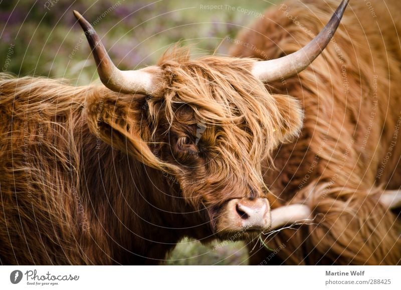 Highland Cattle Natur - ein lizenzfreies Stock Foto von Photocase