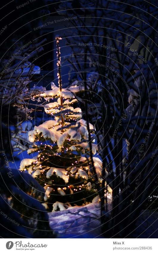 Weihnachtsbäumle Weihnachten & Advent Winter Schnee Schneefall Baum leuchten kalt weiß Weihnachtsbaum Weihnachtsdekoration Weihnachtsbeleuchtung Lichterkette