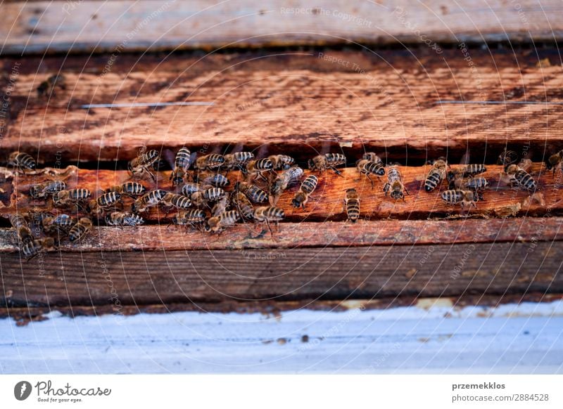 Bienen sitzen auf dem Bienenstock Sommer Arbeit & Erwerbstätigkeit Mensch Mann Erwachsene Natur Tier zeichnen natürlich Ackerbau Bienenkorb Bienenzucht