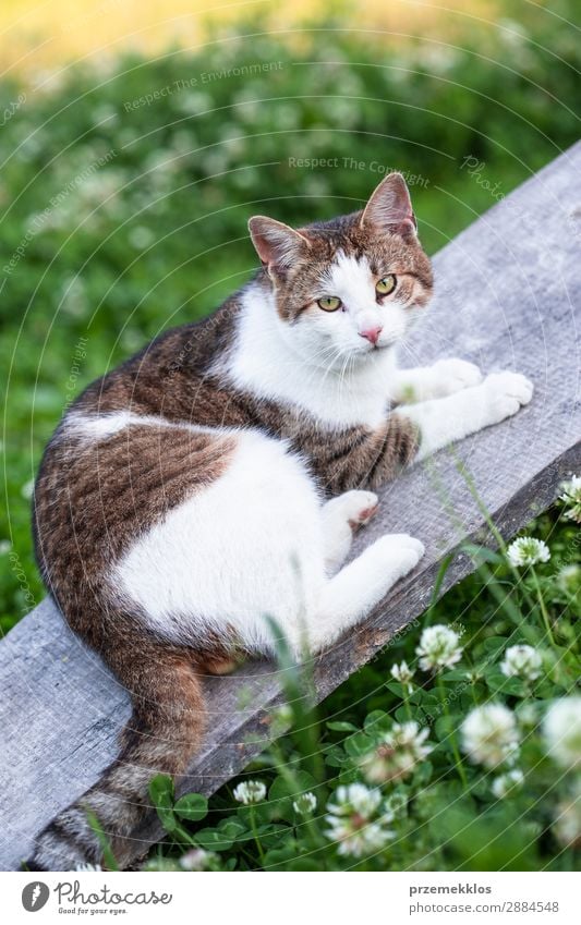 Katze, die auf einer Planke im Freien liegt und auf die Kamera schaut. schön Leben Natur Tier Gras Haustier lustig niedlich grau grün reizvoll heimisch pelzig