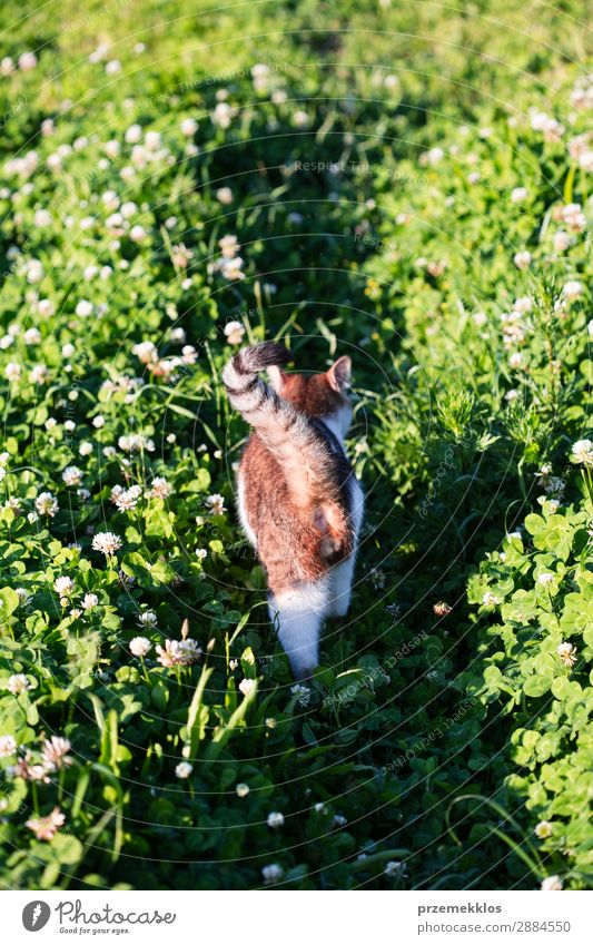 Rückansicht der Katze, die durch das Gras im Garten läuft. schön Leben Natur Tier Haustier lustig niedlich grau grün reizvoll heimisch pelzig Katzenbaby laufen