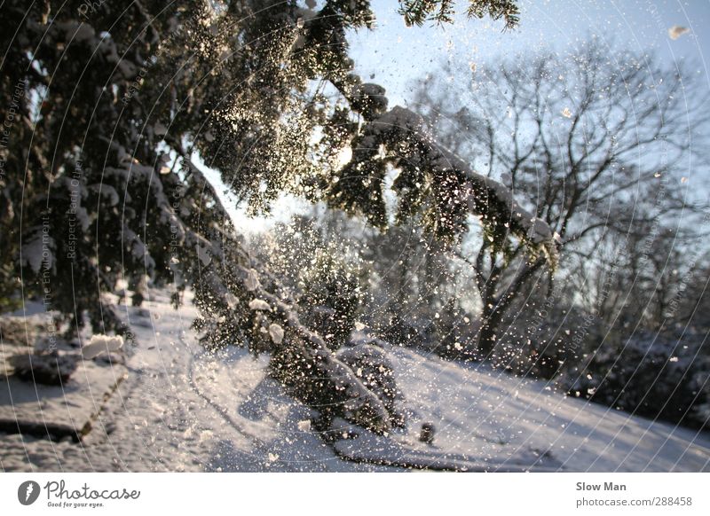 just snowy Winter Sonnenlicht Wetter Schönes Wetter Eis Frost Schnee Schneefall Stimmung Freude schön Idylle Tanne Schneeflocke besinnlich Glätte Farbfoto