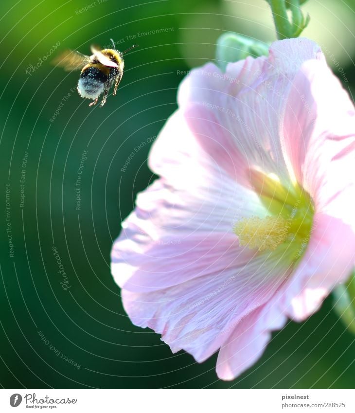 Bienchen und Blümchen Pflanze Tier Sommer Blume Rose Blüte Garten Wildtier Biene Flügel 1 fliegen Duft rosa Frühlingsgefühle Vorfreude Hummel Wespen Pollen