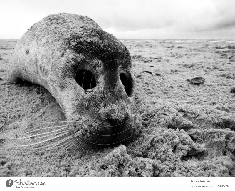 Gestrandet Umwelt Landschaft Sand Himmel Nordsee Meer Strand Tier Wildtier Totes Tier Fell Robben Robbenbaby Seehund 1 Tierjunges klein Mitgefühl Tod kalt