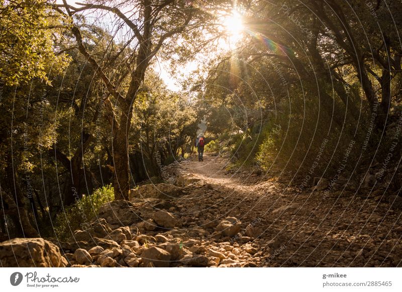Wandern in der Serra de Tramuntana auf Mallorca Mensch maskulin Mann Erwachsene 1 Natur Landschaft Erde Sonnenlicht Baum Wald Felsen Berge u. Gebirge entdecken