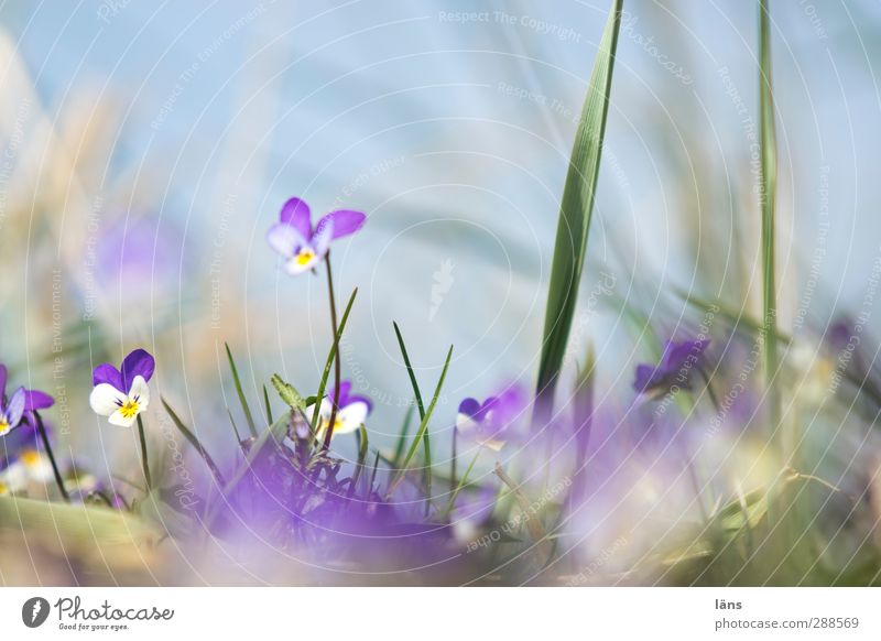 Hiddensee | wenn ich groß bin Umwelt Natur Landschaft Pflanze Himmel Frühling Schönes Wetter Blume Gras Küste Strand Ostsee Blühend blau grün violett