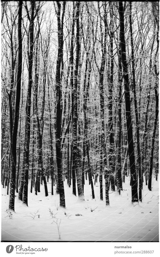 Winter 12122012 bei 1211 Bildern wandern Skier Kunst Umwelt Natur Landschaft Klima Schönes Wetter Eis Frost Schnee Schneefall Baum Wald Erholung frieren