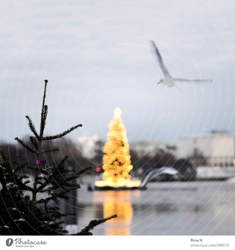 Weihnachtszeit in Hamburg Weihnachten & Advent Winter Eis Frost Baum See Vogel 2 Tier fliegen leuchten Alster Möwe Tanne Beleuchtung Quadrat Farbfoto