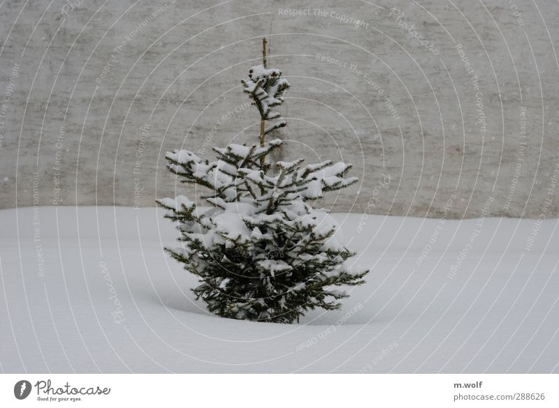 Schneetreiben Pflanze Winter Schneefall Baum Tanne Weihnachtsbaum Dorf Mauer Wand Fassade Wachstum grau grün weiß Einsamkeit kalt ruhig Schneeflocke Wetter