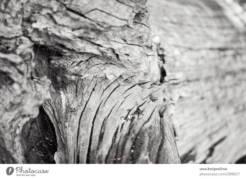 spröde Natur Pflanze Baum Holz natürlich Senior Umwelt Vergänglichkeit Baumstamm rau trocken Schwarzweißfoto Nahaufnahme Detailaufnahme Muster