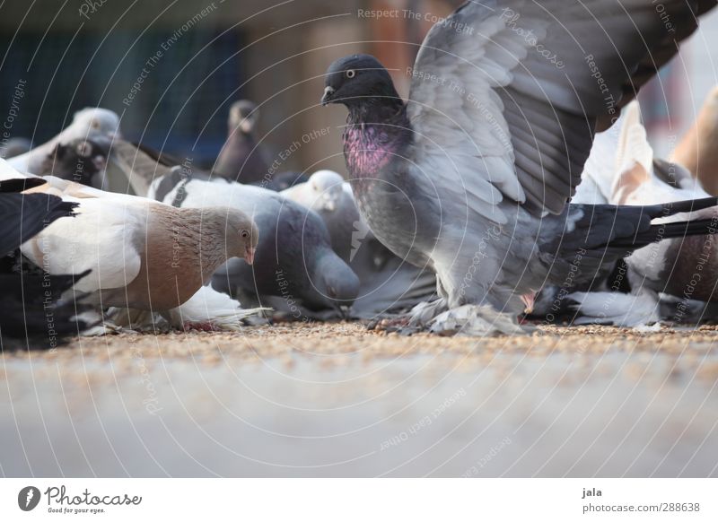 täubchen Tier Vogel Taube Tiergruppe Schwarm ästhetisch Korn Fressen Farbfoto Außenaufnahme Menschenleer Textfreiraum unten Tag picken