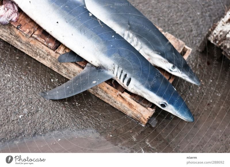 zwhai Sushi Asiatische Küche Angeln Fischereiwirtschaft Hafen Fischmarkt Umwelt Wasser Regen Wildtier Haifisch 2 Tier Tierpaar Abenteuer bedrohlich Tod Farbfoto