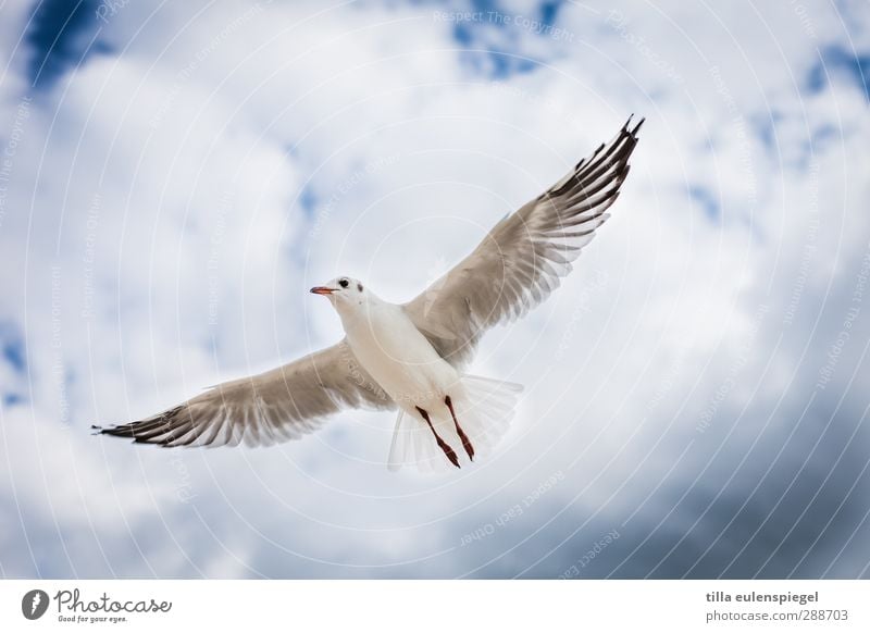 Kommt ein Vogel geflogen... Himmel Wolken Wildtier 1 Tier fliegen Flügel Möwe Schweben gleiten Farbfoto Tierporträt