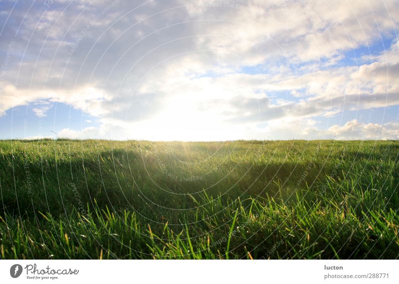 Deich | Wiese an der Nordsee mit Sonnenlicht | Himmel Ferien & Urlaub & Reisen Freiheit Natur Landschaft Wolken Horizont Sonnenaufgang Sonnenuntergang Frühling