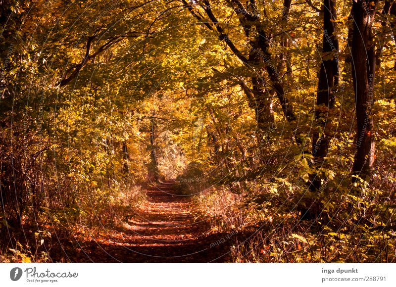 Goldener Mittelweg Umwelt Natur Landschaft Herbst Baum Wald Vergänglichkeit Herbstlaub herbstlich Fußweg Wege & Pfade Spaziergang laubfall Farbfoto