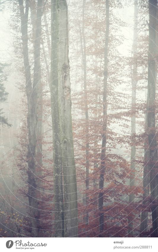 heute gibt's Suppe Umwelt Natur Landschaft Herbst schlechtes Wetter Nebel Baum Wald kalt natürlich Baumstamm Farbfoto Außenaufnahme Menschenleer Tag
