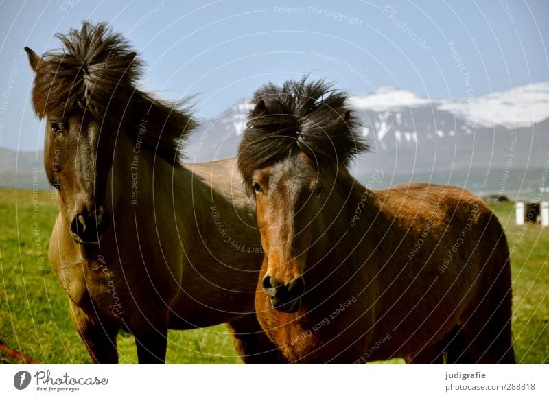 John und Ringo Umwelt Natur Landschaft Klima Schönes Wetter Berge u. Gebirge Schneebedeckte Gipfel Island Tier Wildtier Pferd Island Ponys 2 Freundlichkeit wild