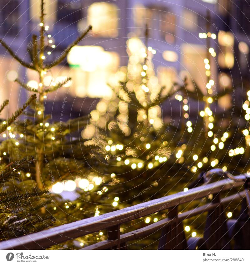 WeihnachtsKlimbim Weihnachten & Advent leuchten Lebensfreude Vorfreude Tanne Weihnachtsbaum Lichterkette Geländer Fahrradlenker Farbfoto Außenaufnahme