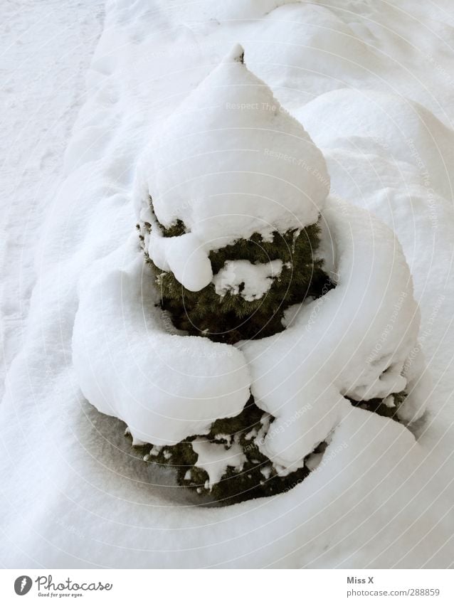 Schneehaufen Winter Eis Frost Baum kalt lustig weiß Tanne Buchsbaum Farbfoto Außenaufnahme Menschenleer