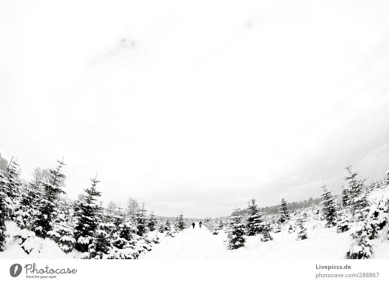 2 Männer auf Tannbaumsuche Mensch maskulin Mann Erwachsene 30-45 Jahre Umwelt Natur Landschaft Himmel Wolken Winter Schnee Pflanze Baum Nutzpflanze Wald gehen