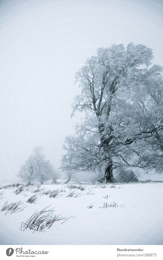 Er wurde gelobt.... Leben ruhig Winterurlaub Natur Landschaft Pflanze Urelemente Klima Wetter Wind Nebel Eis Frost Schnee Baum Wiese frieren alt Gesundheit kalt