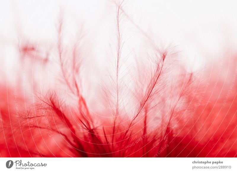 Federzart Fell außergewöhnlich nah weich rot Gefäße Farbfoto Nahaufnahme Detailaufnahme Makroaufnahme abstrakt Strukturen & Formen Menschenleer