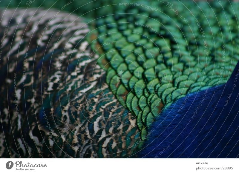 Pfauschau mit drei Seiten grün Vogel Feder blau Rücken Detailansicht Scheune