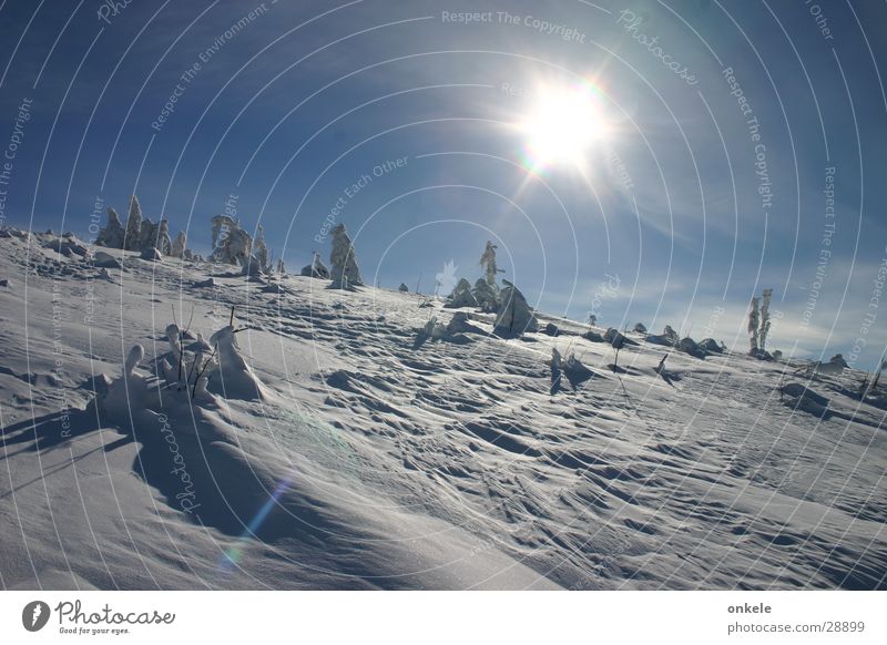 Wintersonne Schwarzwald Gegenlicht kalt Wald weiß Berge u. Gebirge Schnee Sonne Landschaft Himmel blau