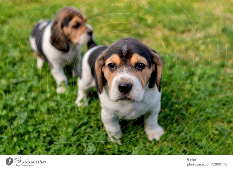 Schöne Beagle-Welpen auf dem grünen Gras Garten Freundschaft Partner Natur Landschaft Tier Haustier Hund klein niedlich verrückt braun weiß gehorsam Energie