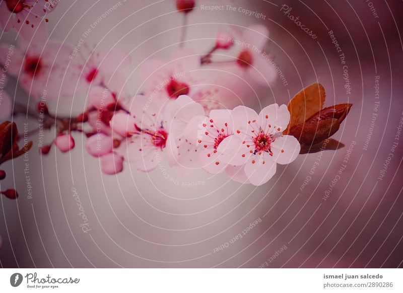 rosa Blume im Frühling Blütenblatt Pflanze Garten geblümt Natur Dekoration & Verzierung Romantik Beautyfotografie zerbrechlich Hintergrund neutral Sommer Winter
