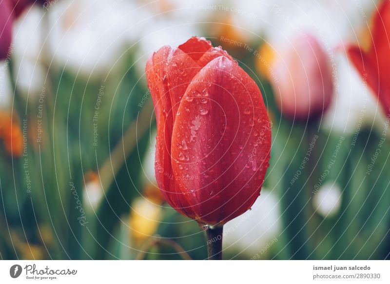 Tulpenblütenpflanze im Frühjahr Blume rot Blütenblatt Pflanze Garten geblümt Natur Dekoration & Verzierung Romantik Beautyfotografie zerbrechlich frisch