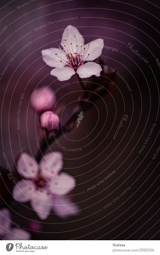 Hanami Natur Pflanze Frühling Blüte rosa Lebensfreude Kirsche Zierkirsche Blütenkirsche Rosengewächs Kirschblüte Farbfoto Nahaufnahme Unschärfe