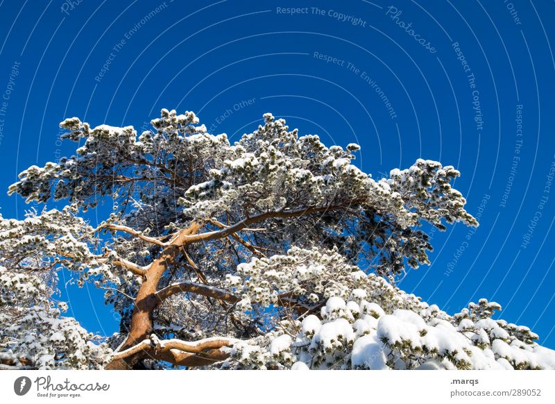Kiefer Umwelt Natur Wolkenloser Himmel Winter Klima Schönes Wetter Schnee Baum groß hoch kalt schön Perspektive Farbfoto Außenaufnahme Menschenleer