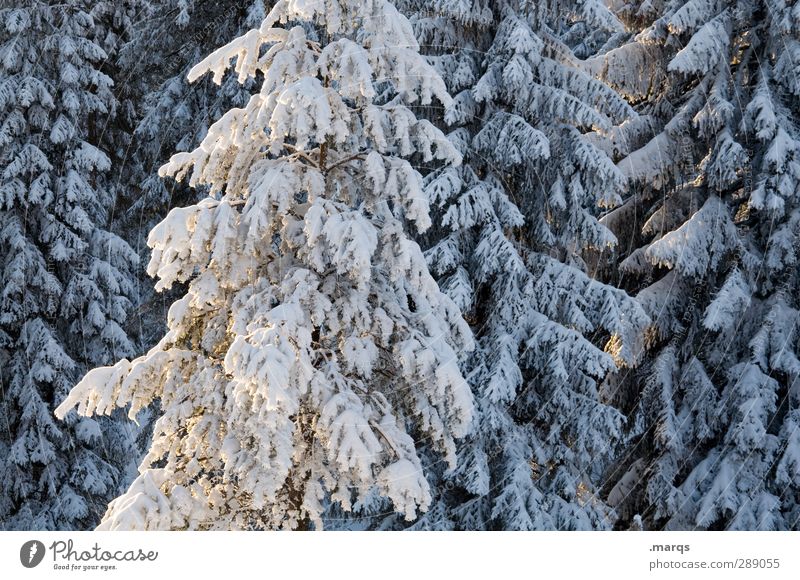 Puderzucker Ausflug Winterurlaub Umwelt Natur Landschaft Klima Schönes Wetter Schnee Nadelbaum Wald kalt schön weiß Neuschnee Farbfoto Außenaufnahme Tag Licht