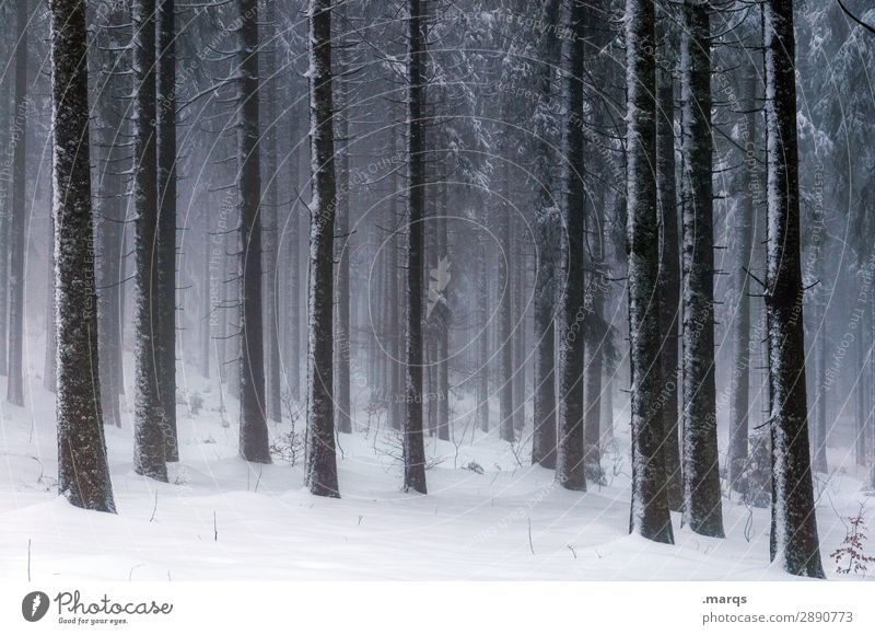 Still und starr Umwelt Natur Urelemente Winter Nebel Eis Frost Schnee Nadelwald Nadelbaum Wald dunkel kalt Stimmung Wandel & Veränderung Farbfoto Außenaufnahme
