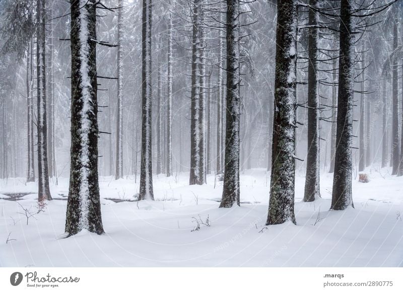gefrorene Bäume Natur Winter Nebel Schnee Baumstamm Nadelbaum Wald dunkel kalt viele Stimmung mystisch Schwarzwald Farbfoto Außenaufnahme Menschenleer Tag