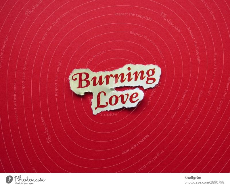Burning Love Schriftzeichen Schilder & Markierungen Kommunizieren Liebe heiß rot türkis Gefühle Euphorie Sympathie Zusammensein Verliebtheit Begierde Lust Sex
