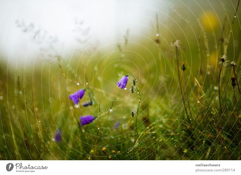 Tautropfen Umwelt Natur Landschaft Pflanze Frühling Sommer Nebel Regen Blume Gras Wildpflanze Glockenblume Garten Park Wiese Feld Blühend Duft leuchten frisch