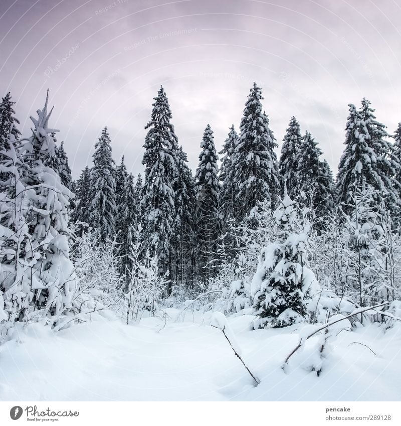 puderzucker Gesundheit ruhig wandern Natur Landschaft Urelemente Himmel Winter Klima Schönes Wetter Eis Frost Schnee Wald Alpen authentisch fantastisch hell