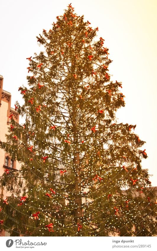 warten.... Baum Nadelbaum Weihnachtsbaum Christbaumkugel Baumschmuck Weihnachtsmarkt Weihnachten & Advent Freude Lebensfreude Vorfreude Feiertag Farbfoto