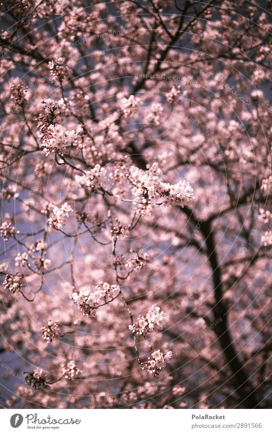 #A# KirschErwachen Kunst Kunstwerk ästhetisch Kirschblüten Frühling Frühlingsgefühle Frühlingstag Frühlingsfarbe Frühlingsfest Kirschbaum Japan Farbfoto