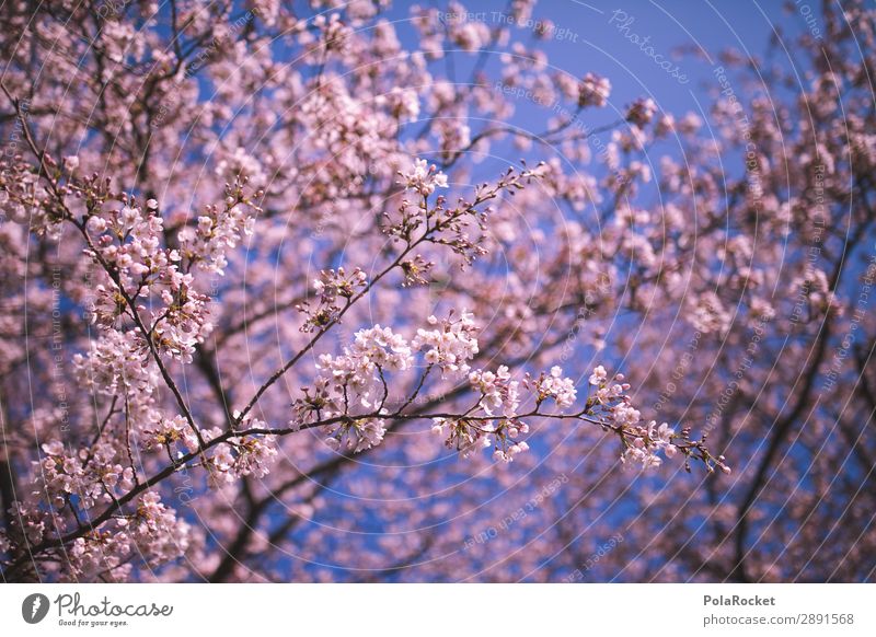 #A# Blütenfest Umwelt Natur Landschaft Pflanze ästhetisch Frühling Frühlingstag Frühlingsfarbe Frühlingsfest rosa Kirschblüten Farbfoto Gedeckte Farben