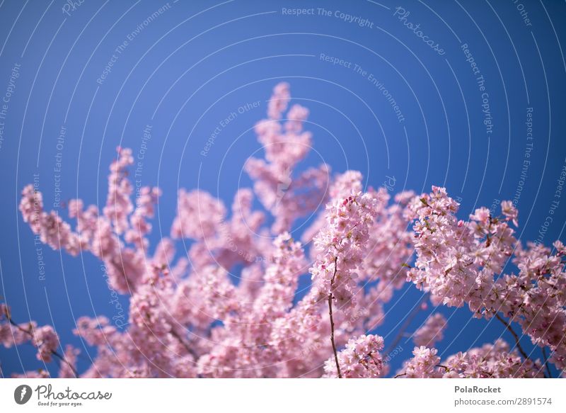 #A# Rosa Frühling Umwelt Natur Landschaft Pflanze ästhetisch Frühlingsgefühle Frühlingstag Frühlingsfarbe Frühlingsfest rosa Blühend Blühende Landschaften