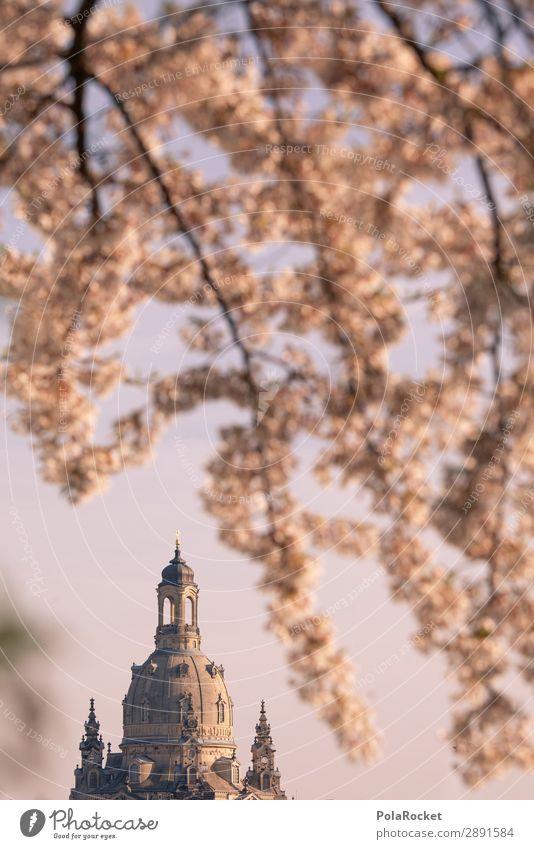 #A# Dresdner Frühling II Kunst ästhetisch Dresden Frauenkirche Frühlingsgefühle aufwachen Sachsen Blühend Blühende Landschaften Kirschblüten Idylle Farbfoto