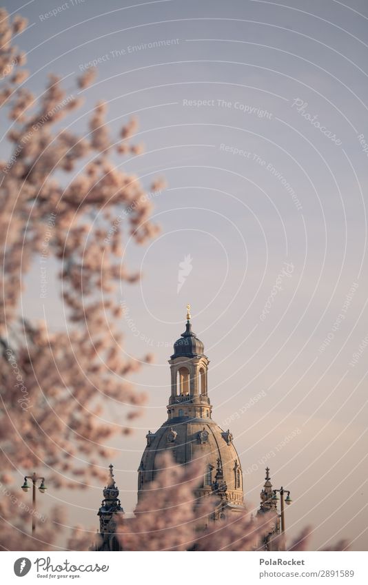 #A# Dresdner Blüte III Umwelt Schönes Wetter ästhetisch Dresden Frauenkirche Sachsen Frühling Frühlingstag Frühlingsfarbe Kirschblüten rosa Farbfoto