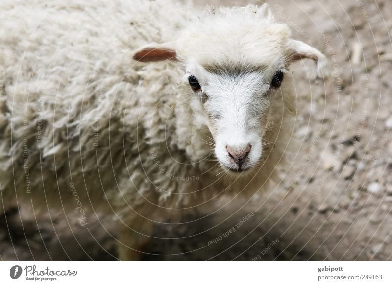 Unschuld vom Lande Tier Haustier Nutztier Wildtier Tiergesicht Fell Schafswolle Lamm niedlich unschuldig beobachten stehen Freundlichkeit kuschlig natürlich